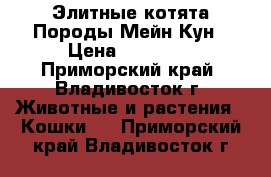 Элитные котята Породы Мейн Кун › Цена ­ 35 000 - Приморский край, Владивосток г. Животные и растения » Кошки   . Приморский край,Владивосток г.